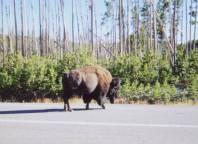 Yellowstone buffalo